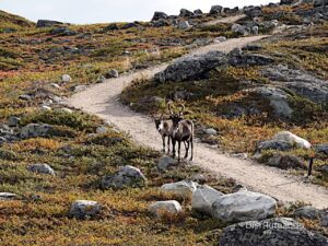 Viaje en autocaravana de Cabo Norte a Estocolmo por Laponia con auroras boreales