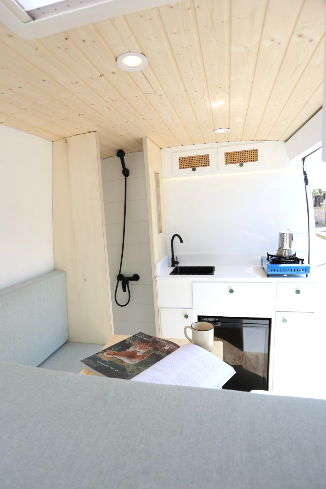 Campereta-de-Franja-Negra-2